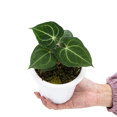 Anthurium Clarinervium