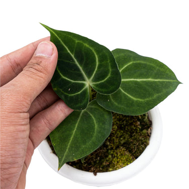 Anthurium Clarinervium