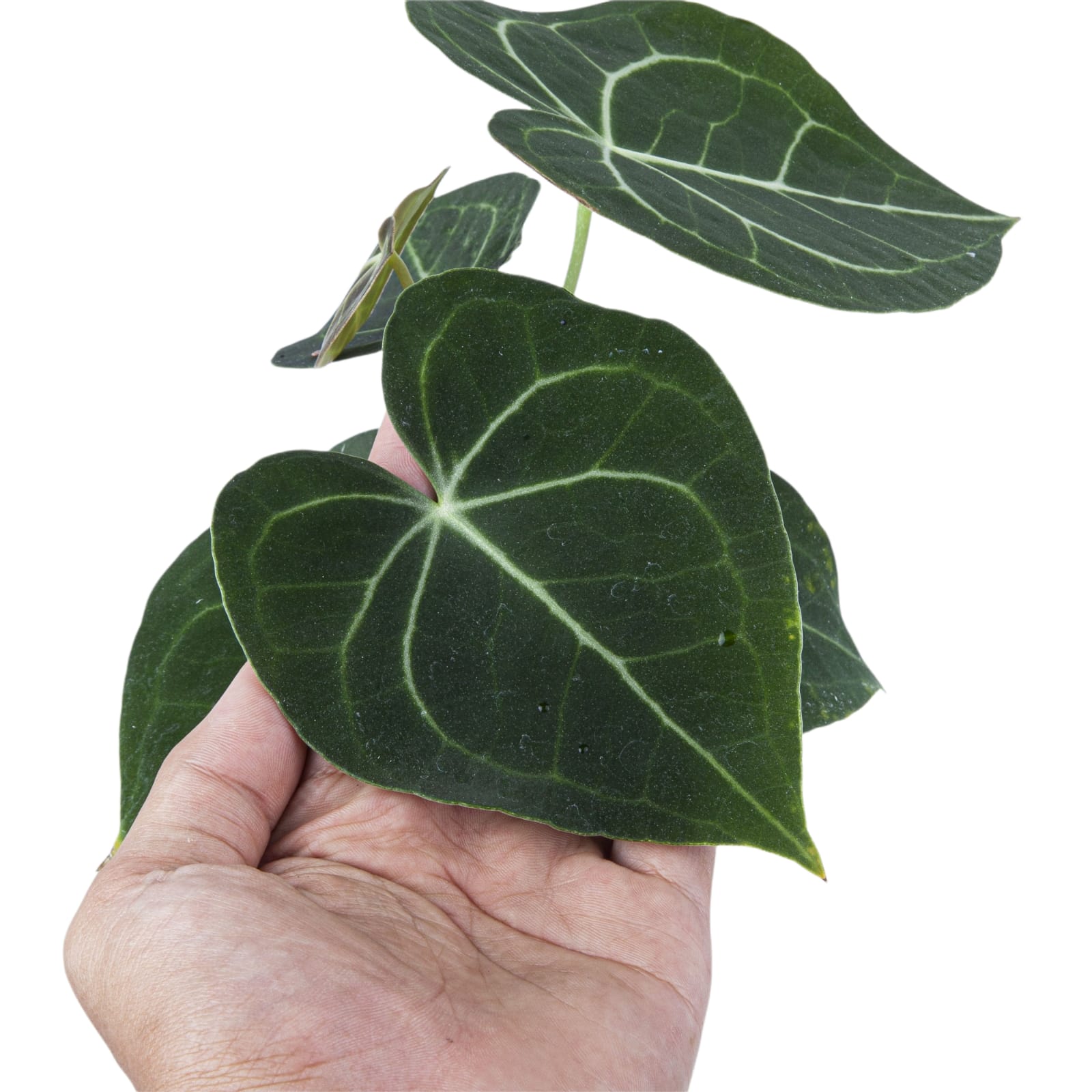 anthurium clarinervium dark form Anthurium clarinervium Houseplant 15cm Pot
