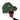 Anthurium Magnificum