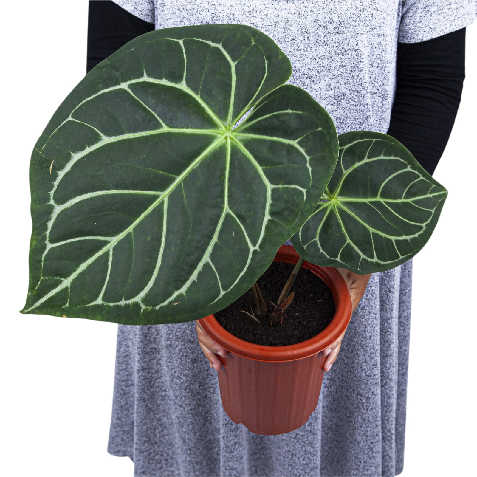 anthurium magnificum for sale Anthurium Magnificum – Plantstop.us