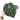 Anthurium Magnificum
