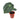 Anthurium Magnificum