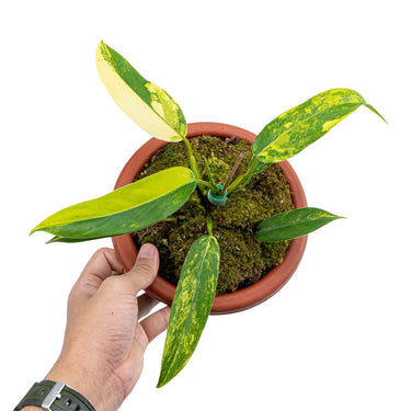 Philodendron Domesticum Variegated