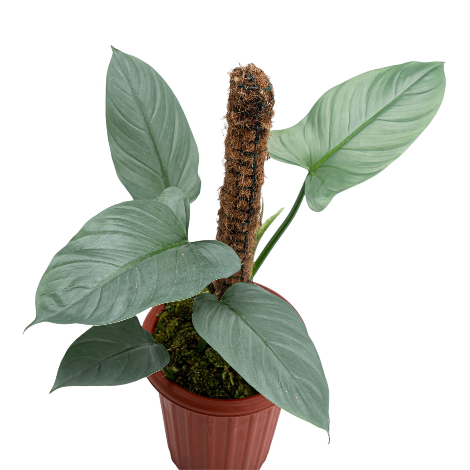 philodendron hastatum silver sword mature Philodendron Hastatum Silver Sword