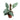 Philodendron Hastatum Silver Sword
