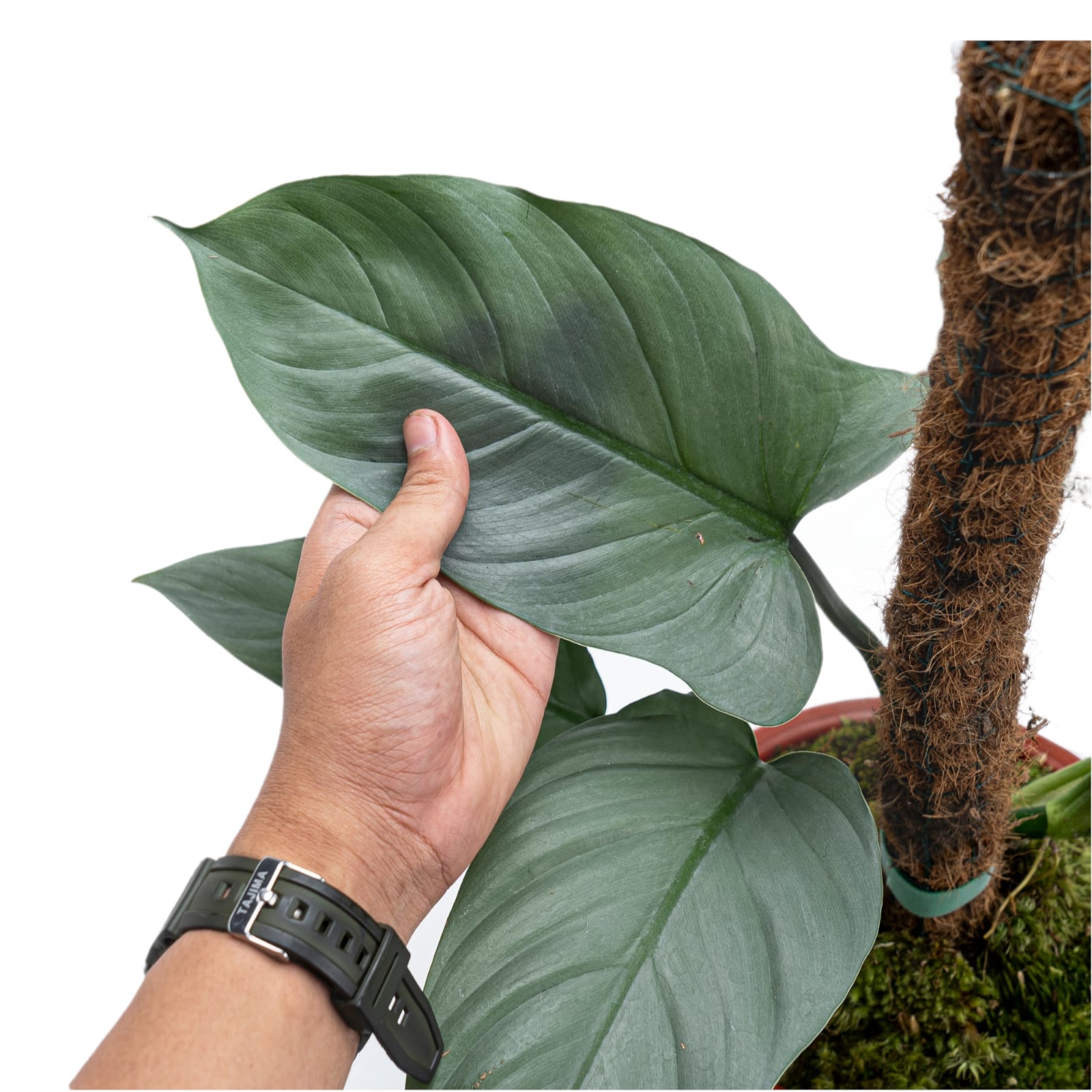 philodendron hastatum silver sword mature Philodendron Hastatum Silver Sword