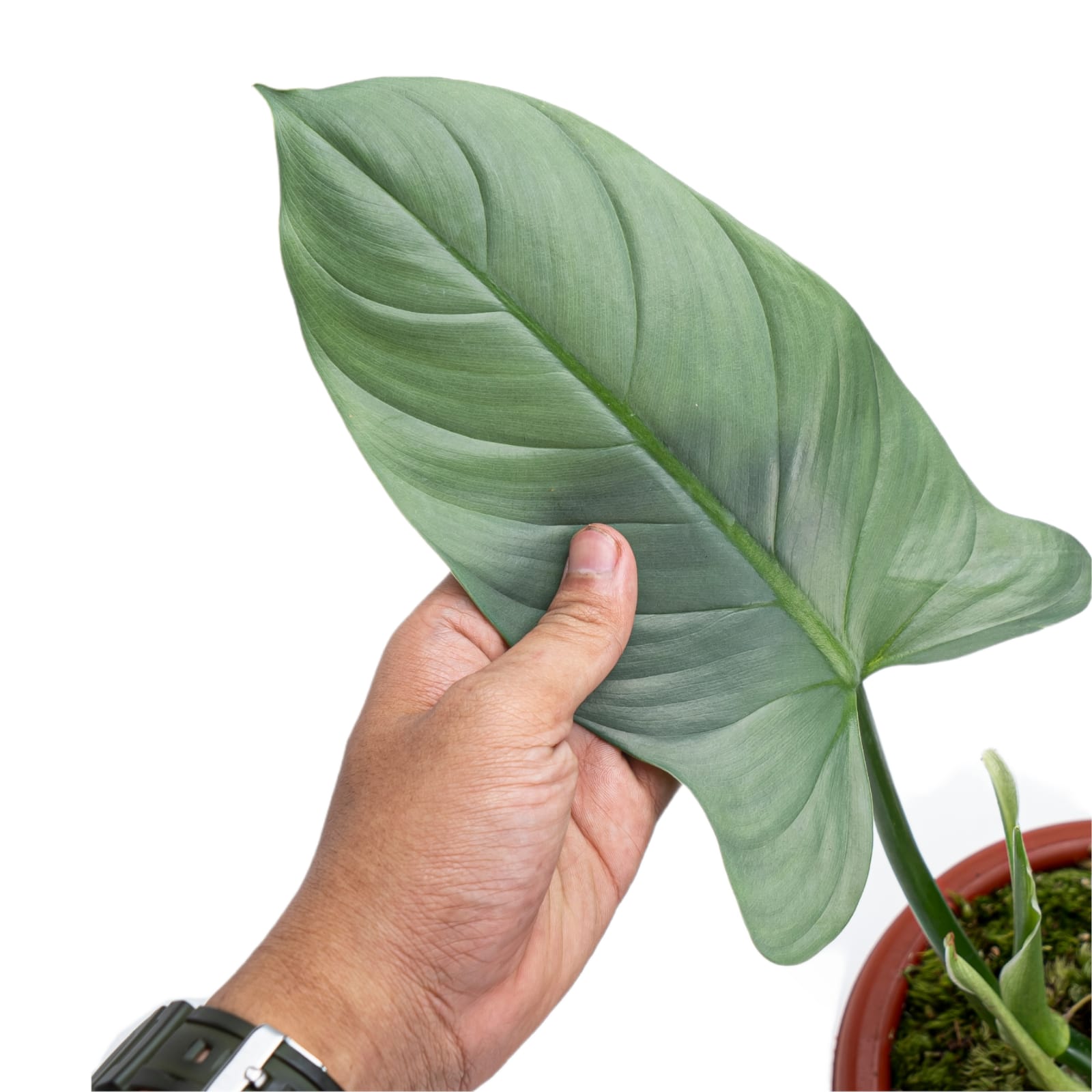 philodendron hastatum mature Philodendron Hastatum Silver Sword