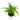 Syngonium Phodopyllum Ribbon
