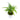 Syngonium Phodopyllum Ribbon