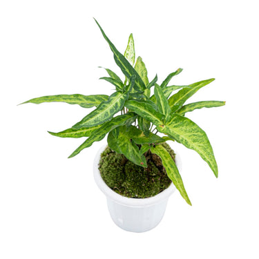 Syngonium Phodopyllum Ribbon