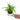 Syngonium Phodopyllum Ribbon