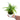 Syngonium Phodopyllum Ribbon