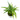 Syngonium Phodopyllum Ribbon