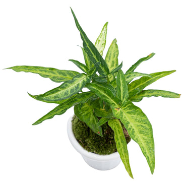 Syngonium Phodopyllum Ribbon