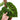 Philodendron Verrucosum