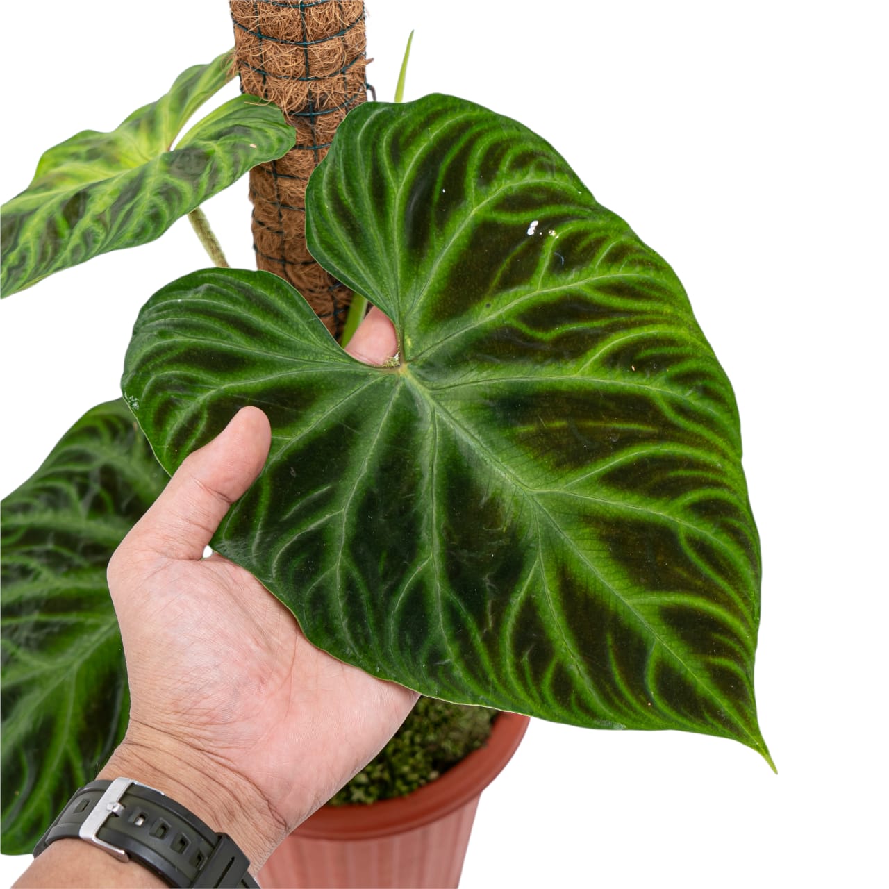 philodendron verrucosum large Philodendron Verrucosum