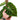 Philodendron Verrucosum