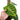 Philodendron Verrucosum