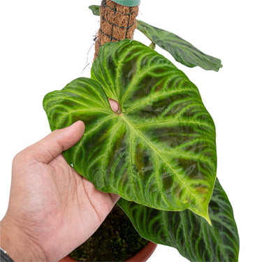 Philodendron Verrucosum