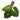 Philodendron Verrucosum
