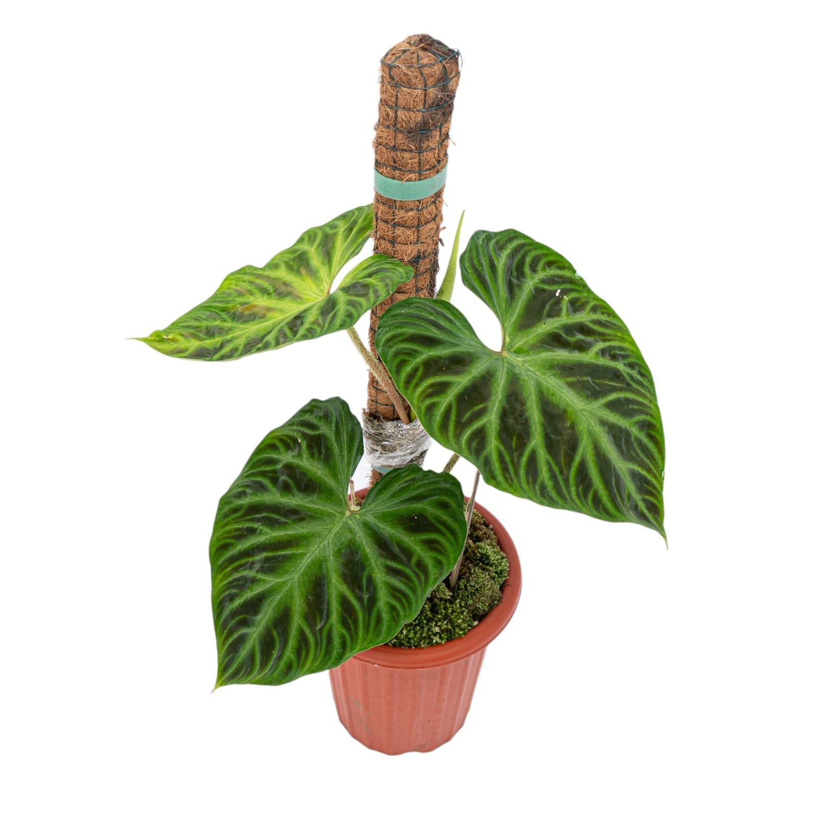 philodendron verrucosum Philodendron Verrucosum
