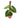Philodendron Verrucosum