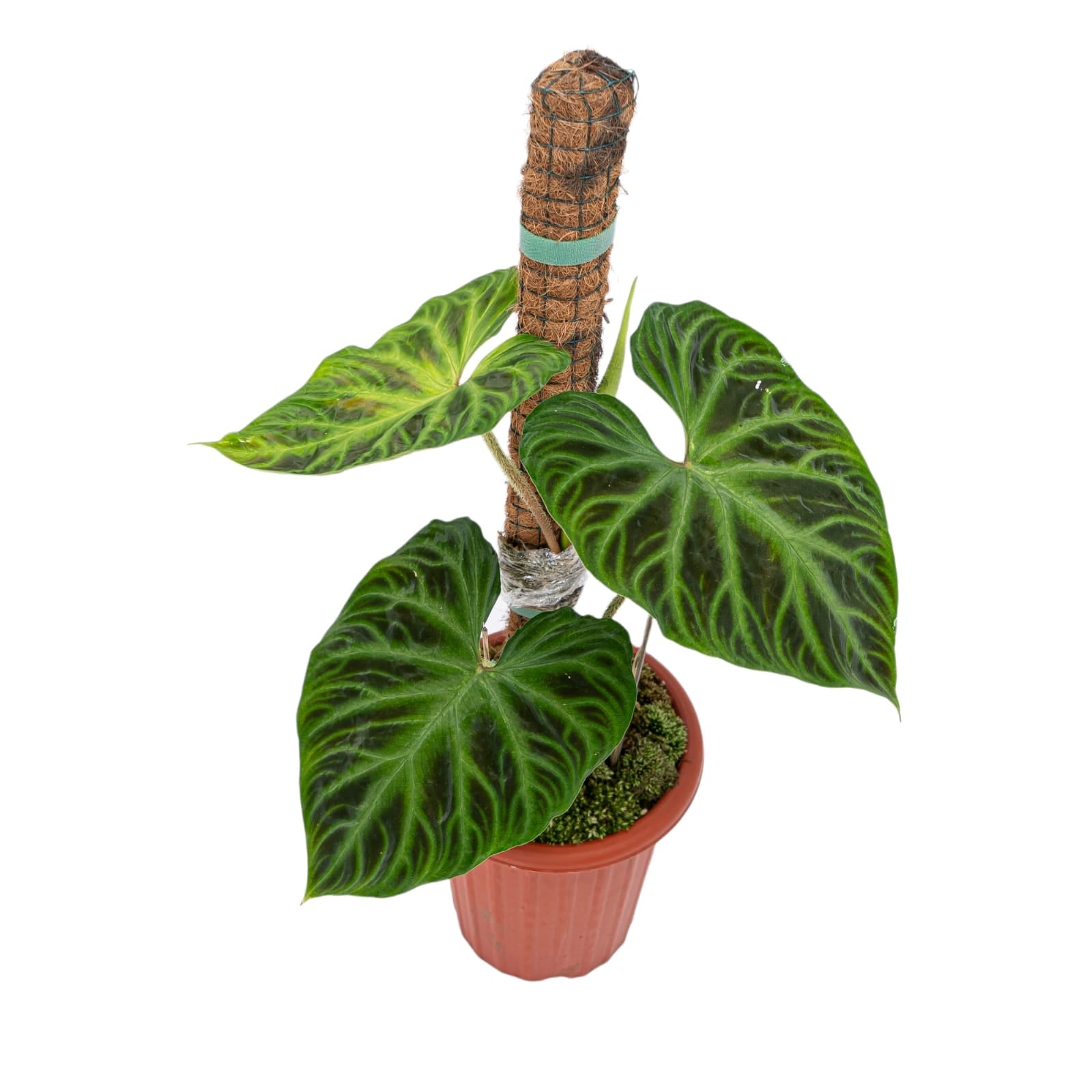 philodendron werneri mature Philodendron Verrucosum
