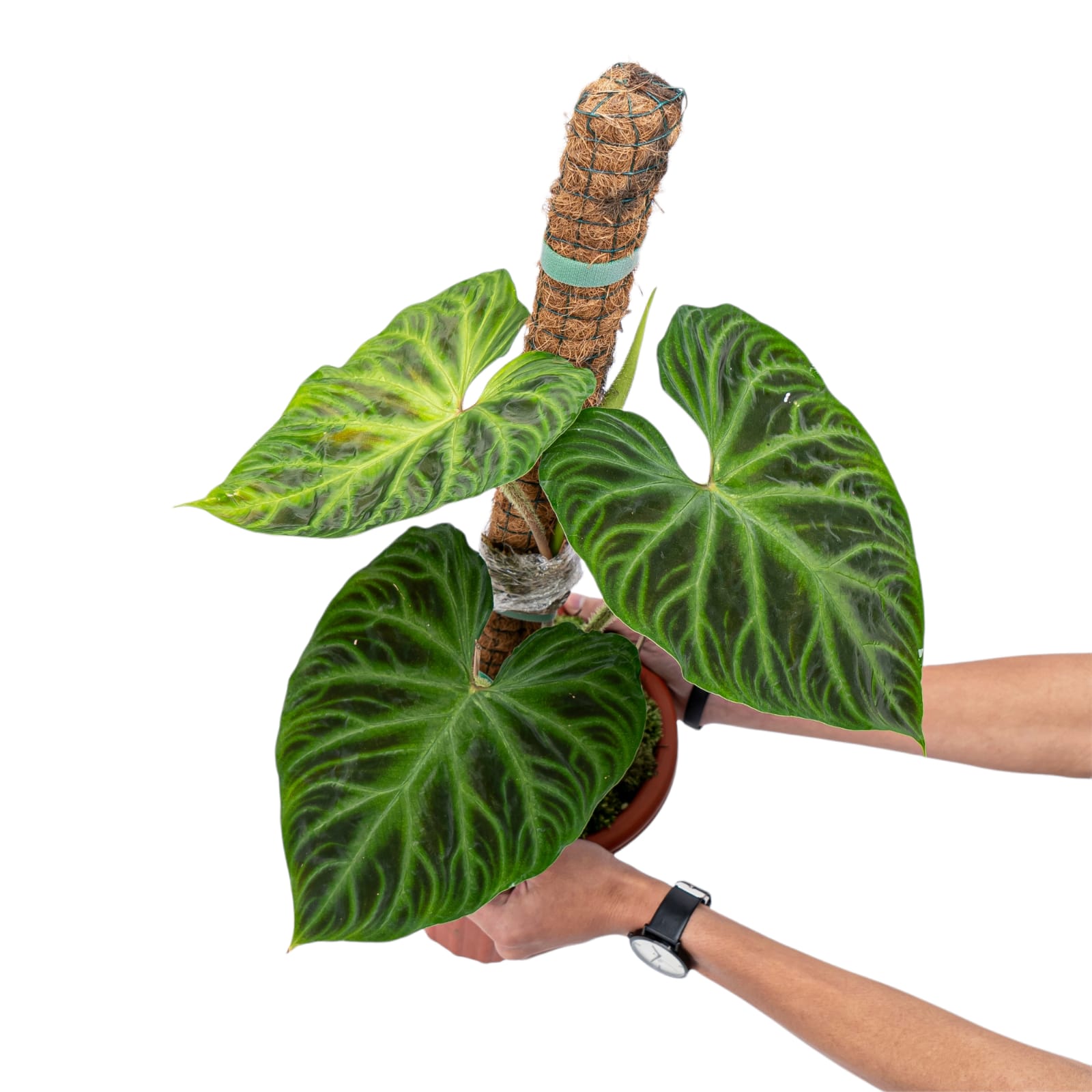 philodendron andreanum x verrucosum Philodendron Verrucosum