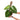 Philodendron Verrucosum