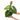 Philodendron Verrucosum