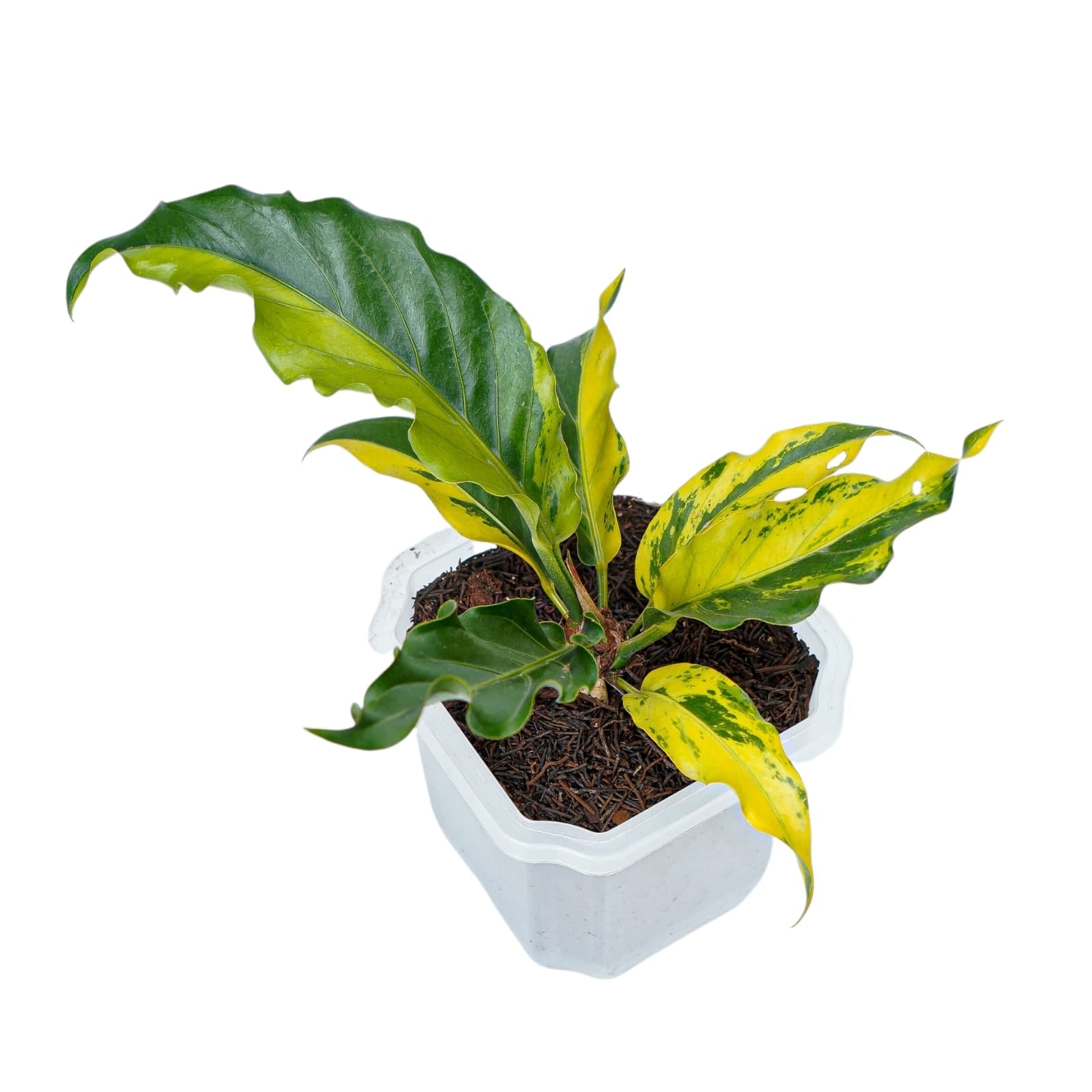 anthurium plowmanii fruffles variegated Anthurium Plowmanii Variegated Ruffles