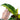 Anthurium Plowmanii Variegated Ruffles