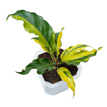 Anthurium Plowmanii Variegated Ruffles
