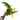 Anthurium Plowmanii Variegated Ruffles