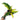 Anthurium Plowmanii Variegated Ruffles