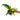 Anthurium Plowmanii Variegated Ruffles