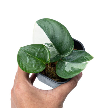 Scindapsus Moonlight Variegated