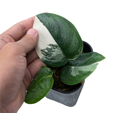 Scindapsus Moonlight Variegated