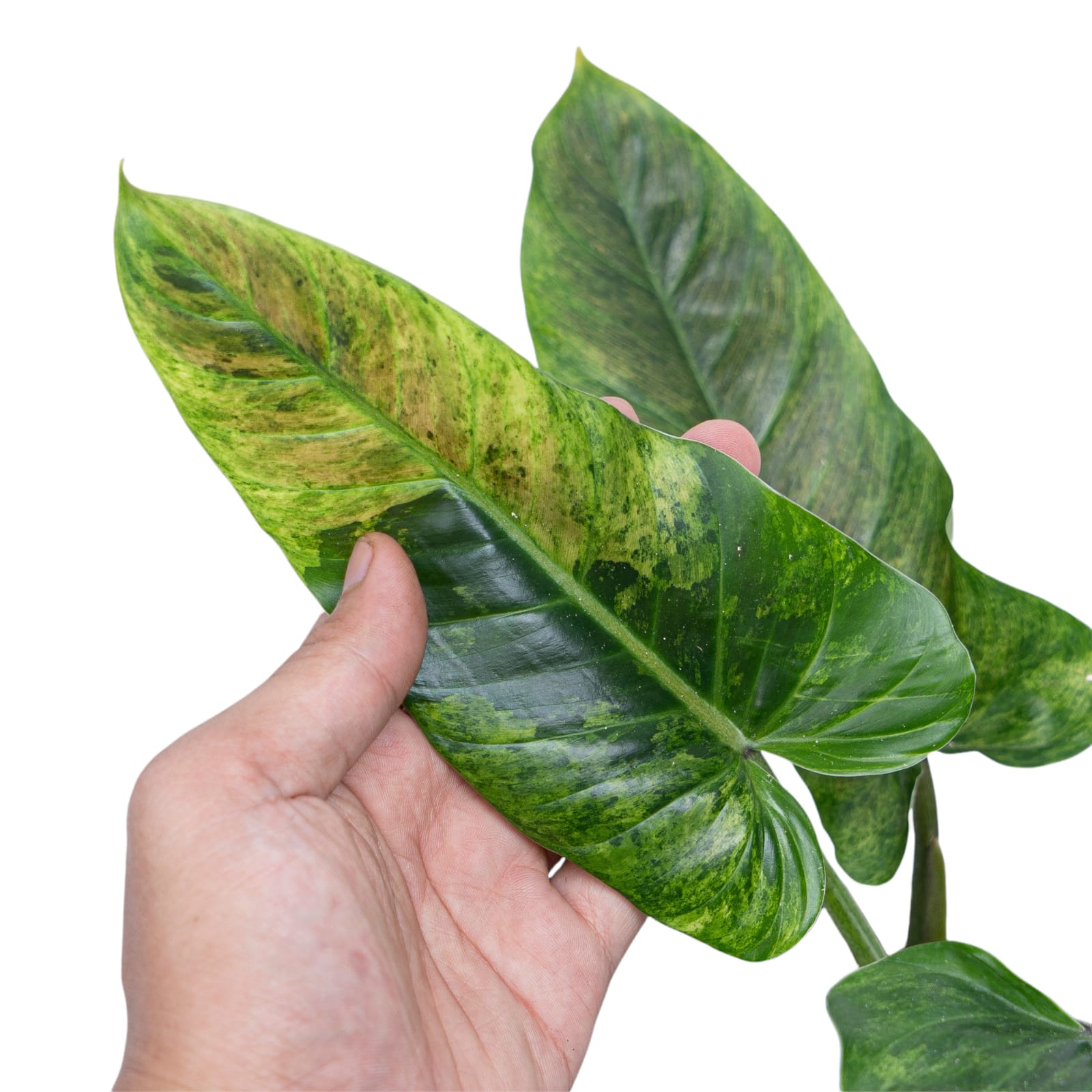 philodendron subhastatum price Philodendron hastatum variegated TC Plantlet Grower's Choice *In Stock*