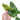 Philodendron Subhastatum Variegated