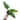 Philodendron Subhastatum Variegated