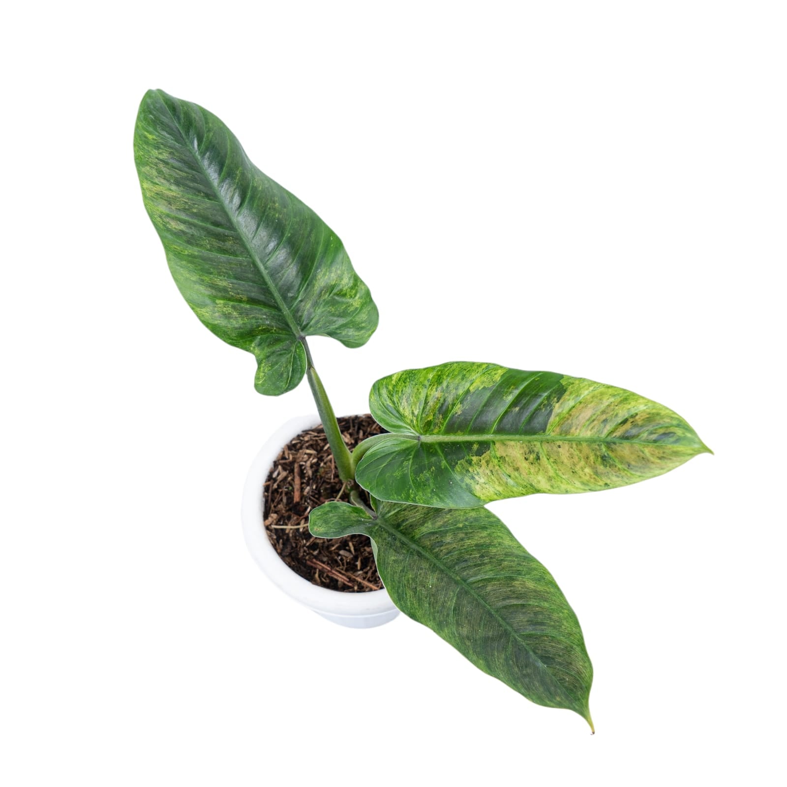 philodendron asiatica's variegate Philodendron hastatum variegated TC Plantlet Grower's Choice *In Stock*