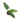Philodendron Subhastatum Variegated