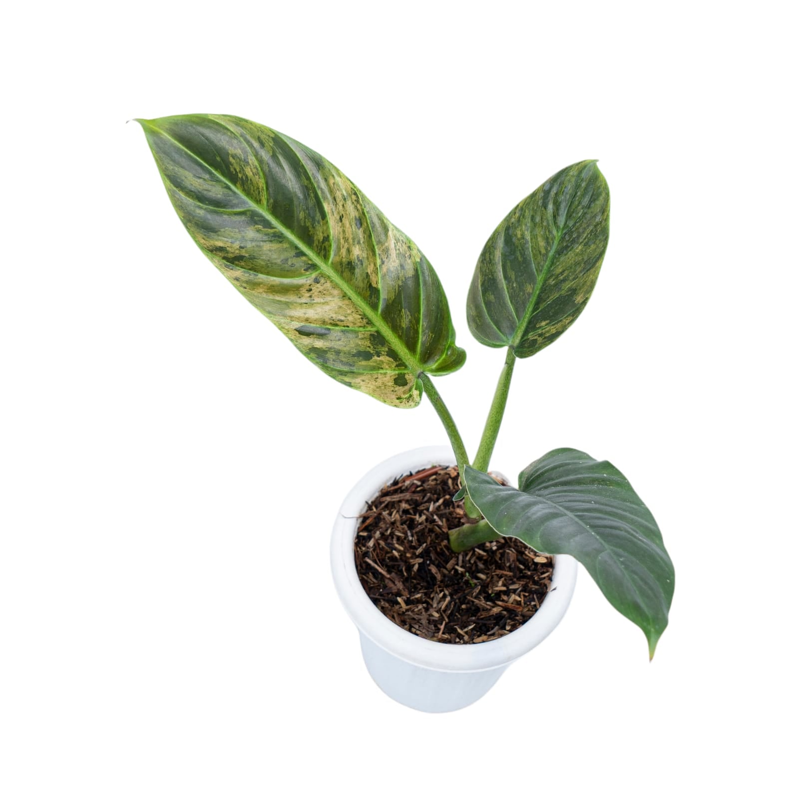 philodendron subhastatum for sale Philodendron hastatum variegated TC Plantlet Grower's Choice *In Stock*