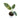 Philodendron Subhastatum Variegated