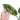 Philodendron Subhastatum Variegated