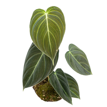 Philodendron Melanochrysum