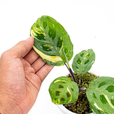 Calathea Butterfly Variegated - Plantstop.us